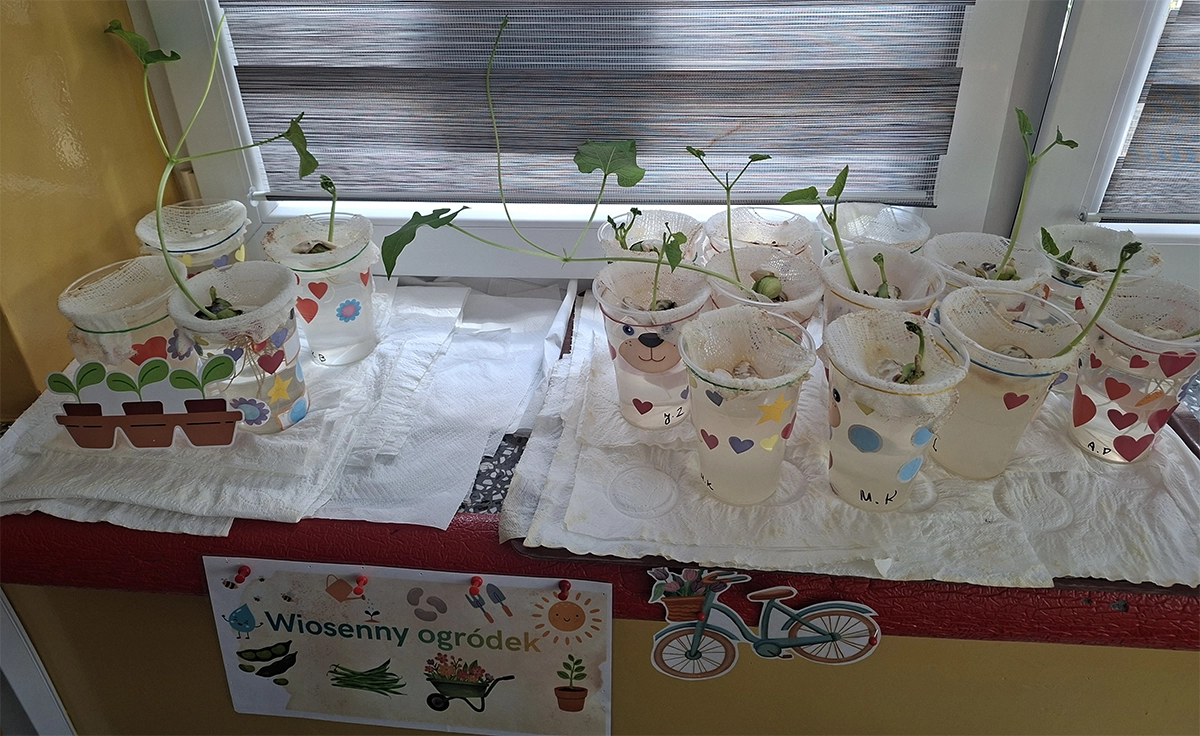 Sadzonki na parapecie